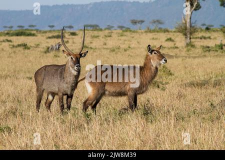 Waterbuck (Kobus ellipsiprymnus), course de Defassa. Paire d'accouplement Banque D'Images