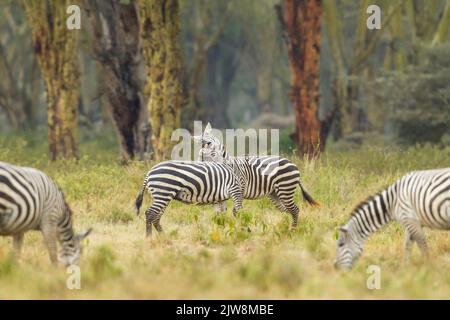 Zebra (Equus quagga), sous-espèces de boehmi, fighing Banque D'Images