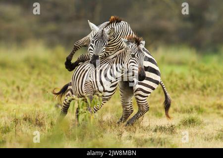 Zèbre commun (Equus quagga), sous-espèces de boehmi. Ouverture d'accouplement mâle rejetée par la femelle Banque D'Images