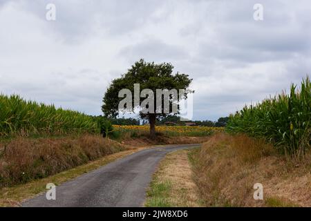 Tôt le matin, vue sur le champ le long du chemin du Puy, route française du chemin de St James Banque D'Images