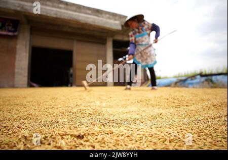 Qiandongnan, province chinoise du Guizhou. 4th septembre 2022. Un villageois diffuse du riz dans le village de Yangjia du comté de Danzhai, dans la préfecture autonome de Qiandongnan Miao et de Dong, dans la province de Guizhou, au sud-ouest de la Chine, le 4 septembre 2022. Credit: Huang Xiaohai/Xinhua/Alamy Live News Banque D'Images