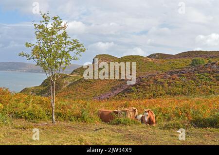 Poneys de Carneddau sur la montagne Conwy Banque D'Images