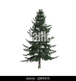 3d illustration de l'arbre de picea abies isolé sur fond blanc Banque D'Images