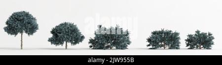 3d illustration de l'ensemble d'arbres picea pungens glauca globosa isolés sur fond blanc Banque D'Images