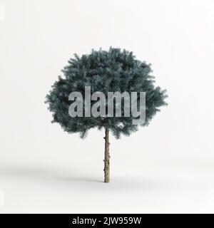 3d illustration de l'arbre de picea pungens glauca globosa isolé sur fond blanc Banque D'Images