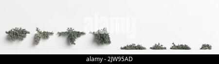 3d illustration de l'ensemble d'arbres picea pungens glauca procumbens isolés sur fond blanc Banque D'Images