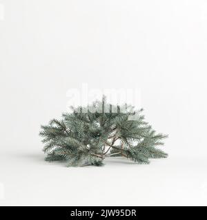 3d illustration de l'arbre de picea pungens glauca procumbens isolé sur fond blanc Banque D'Images