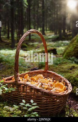Panier avec chanterelle dorée. Concept de cueillir des champignons à l'extérieur dans la forêt le beau jour d'automne en Suède. Banque D'Images