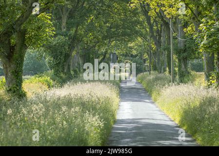 Belle vue sur une avenue bordée d'arbres avec une personne qui marche un chien et des haies luxuriantes non coupées pour la faune. West Yorkshire, Angleterre, Royaume-Uni Banque D'Images