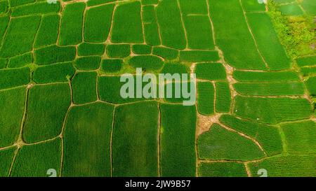 La vue depuis le sommet des rizières, Aceh, Indonésie Banque D'Images