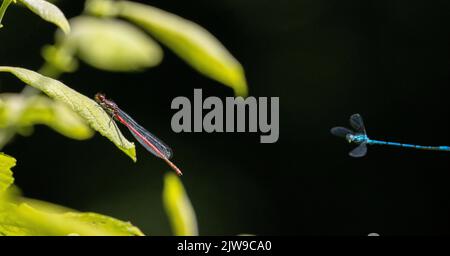 Grande mouche rouge (Pyrrhhosoma nymphula) perchée sur une feuille avec une mouche azur (Coenagrion puella) volant en arrière-plan, Royaume-Uni Banque D'Images