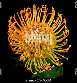 Fleur orange de leucospermum isolée sur blanc Banque D'Images