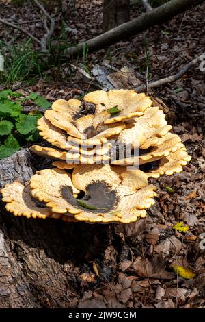 Champignons à cheval de Dryad (Polyporus squamosus), poussant sur arbre mort, E USA, par James D Coppinger/Dembinsky photo Assoc Banque D'Images