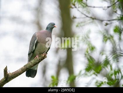 Le pigeon en bois commun ou le pigeon en bois commun (Columba palumbus), également connu sous le nom de pigeon en bois ou pigeon en bois. Banque D'Images