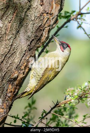 Le pic vert européen (Picus viridis) est un grand pic de la faune européenne. Un pic vert mâle sur un tronc d'arbre dans un cadre de printemps. Banque D'Images