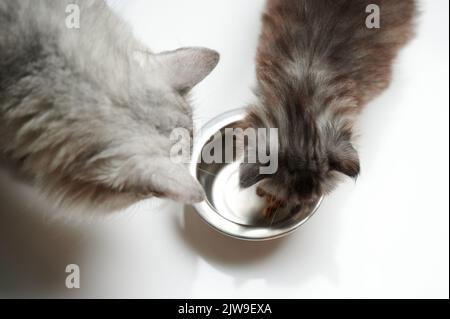 Chats moelleux mangeant à partir d'une plaque métallique isolée sur fond de studio Banque D'Images