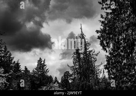 Une échelle de gris de sapins dans une forêt par jour nuageux Banque D'Images