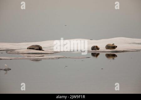 Phoques barbus se reposant sur des flotteurs de glace dans la mer de Beaufort, Nunavut, Canada. Banque D'Images