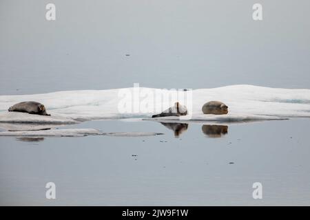 Phoques barbus se reposant sur des flotteurs de glace dans la mer de Beaufort, Nunavut, Canada. Banque D'Images