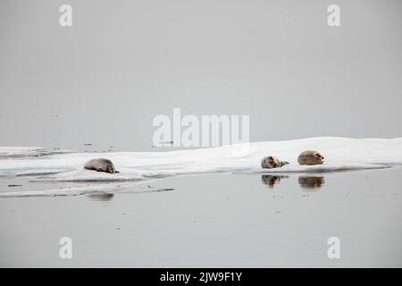 Phoques barbus se reposant sur des flotteurs de glace dans la mer de Beaufort, Nunavut, Canada. Banque D'Images