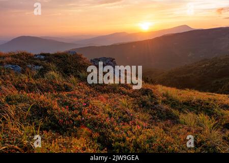 De belles fleurs de rhododendron rose au coucher du soleil en montagne. Paysage extérieur pittoresque Banque D'Images