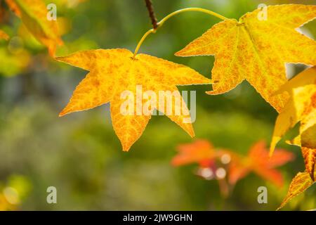 Automne, feuilles jaunes de liquidambar sur des branches éclairées par le soleil Banque D'Images