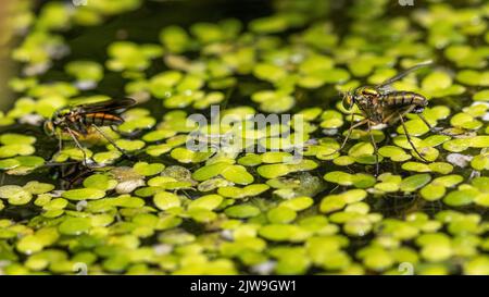 Faune du Royaume-Uni : signalisation à la mouche du sémaphore mâle avec des pointes blanches à la femelle sur un étang (Poecilobothrus nobilitatus), Yorkshire Banque D'Images