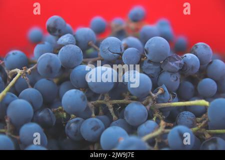 Flou artistique du raisin bleu sur fond rouge. Vin rouge raisins fond vintage. Vignoble. Gros plan. Hors foyer. Banque D'Images