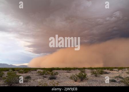 Tempête de poussière dans le désert de l'Arizona Banque D'Images