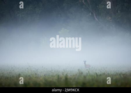 Un buck de cerf de Virginie debout dans la brume au début de la matinée d'été Banque D'Images