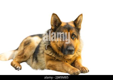 Gros plan d'un berger allemand avec des yeux intelligents et une langue saillante. Chien est un ami de l'homme. Banque D'Images
