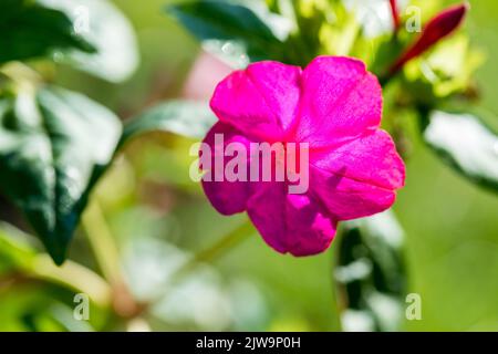 Géraniums fleuris, fleurs ornementales cultivées sur des balcons, terrasses. Banque D'Images