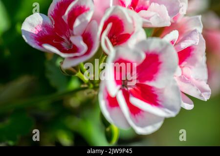 Géraniums fleuris, fleurs ornementales cultivées sur des balcons, terrasses. Banque D'Images