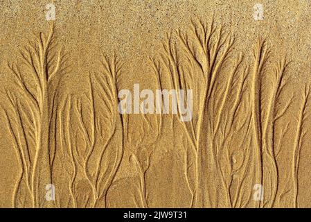 Une forêt dessinée sur le sable de la plage Banque D'Images