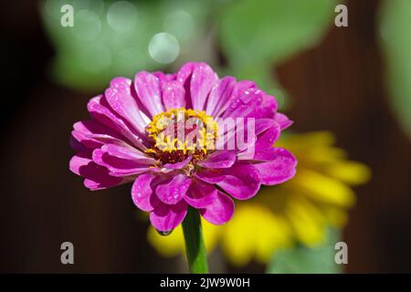 Gros plan Zinnia rose avec goutte d'eau Banque D'Images