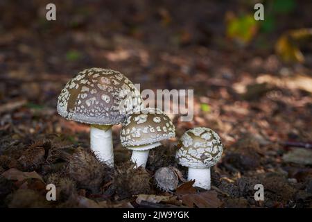 Amanita excelsa est un champignon comestible qui pousse dans les forêts d'Europe centrale. Banque D'Images