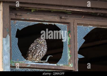 Little Owl Athene noctua regardant d'une fenêtre cassée sur une ancienne base de la RAF dans le nord de Norfolk, Royaume-Uni Banque D'Images