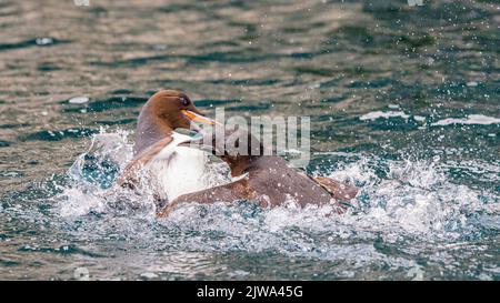deux guillemots de brunnich se battent comme des oiseaux en colère qui éclaboussent dans la mer calme sous les falaises géantes de la mer à alkefjellet Banque D'Images