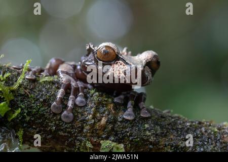 Triprion spinosus ou grenouille arborescente coronée, une espèce d'amphibiens. Banque D'Images