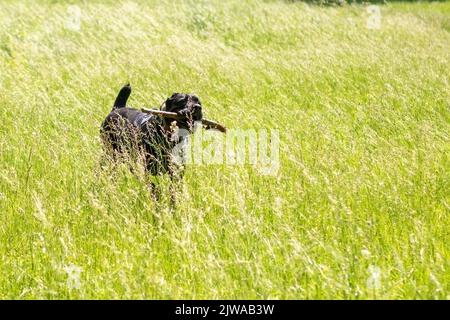 Canne Corso avec un bâton dans les pâtes, dans un champ au milieu de l'herbe. Photo de haute qualité Banque D'Images