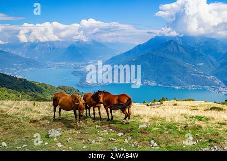 Chevaux sur une prairie sur le lac de Côme Banque D'Images