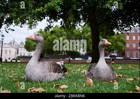 gros plan de deux oies curieux assis sur l'herbe dans le parc Banque D'Images