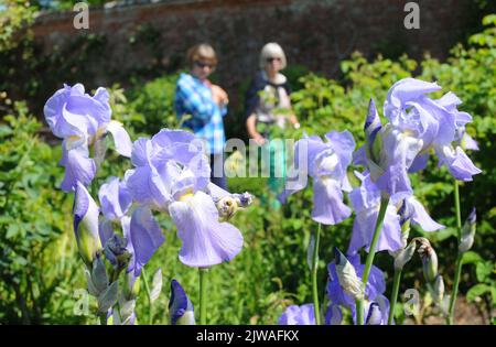 LES VISITEURS DE L'ABBAYE DE MOTTISFONT PRÈS DE ROMSEY HANTS, APPRÉCIENT LES FLEURS DANS LE JARDIN CLOS. PHOTO MIKE WALKER, 2013 PHOTOS DE MIKE WALKER Banque D'Images