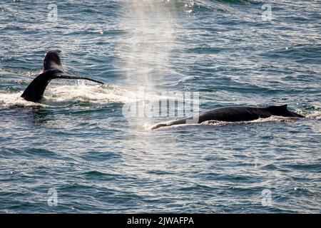Bosse et queues de baleine à bosse au large de la côte de l'Alaska, dans la mer de Chukchi. Banque D'Images