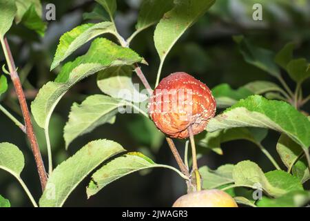 Branche d'un pommier avec des pommes pourries. Problème de maladies et de ravageurs. Jardinage biologique et agriculture Banque D'Images