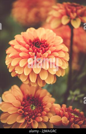 Pompon d'orange saisonnier Dahlias en pleine floraison à la ferme de fleurs de 'dahlia Beach' dans l'Oxfordshire. Banque D'Images