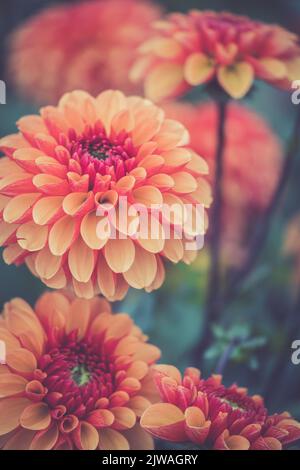 Pompon d'orange saisonnier Dahlias en pleine floraison à la ferme de fleurs de 'dahlia Beach' dans l'Oxfordshire. Banque D'Images