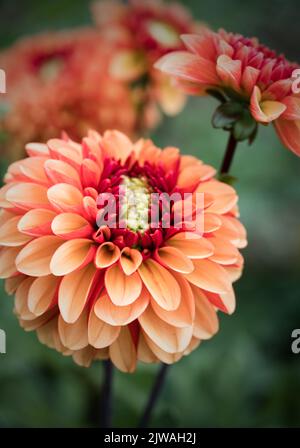 Pompon d'orange saisonnier Dahlias en pleine floraison à la ferme de fleurs de 'dahlia Beach' dans l'Oxfordshire. Banque D'Images