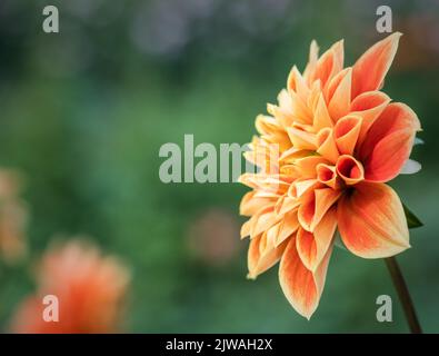 Pompon d'orange saisonnier Dahlias en pleine floraison à la ferme de fleurs de 'dahlia Beach' dans l'Oxfordshire. Banque D'Images