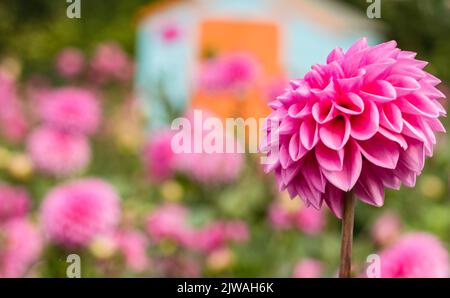 Pompon de couleur violet/rose saisonnier Dahlias en pleine floraison à la ferme de fleurs de 'dahlia Beach' dans l'Oxfordshire. Banque D'Images